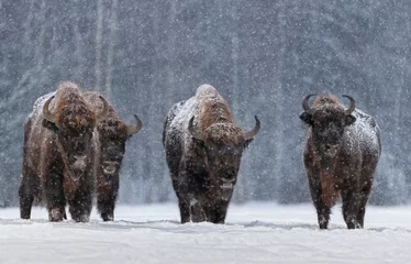 Poster Winterbild mit vier Auerochsen oder Bison Bonasus, dem letzten Vertreter der wilden Bullen in Europa. Europäisches gefährdetes Artiodactyl Animal.Ox Hoof Beats © Vlad Sokolovsky