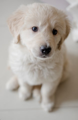 Golden retriever puppy at home close up