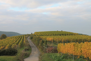 Herbst über den Hügeln von Bad Dürkheim