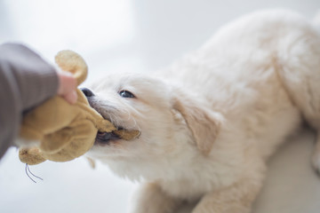 Golden retriever puppy at home close up