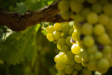 Horizontal View of Close Up of Plantation of White Table Grapes at Midday in August in Italy