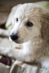 Golden retriever puppy at home close up