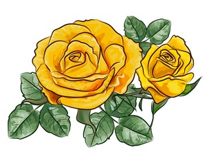 Yellow rose vector illustration