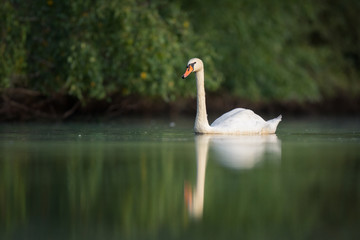 swan on a pond