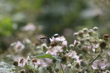Biene, Rosenkäfer (Cetoniinae) und Insekten mit Pflanze Brombeere.