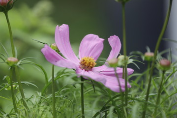 Rosa Cosmea Blume (Cosmos bipinnatus) als Close up.