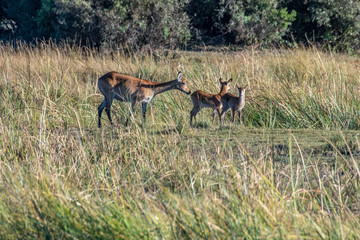 Lechwe doe and fawns