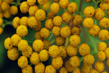 Yellow flowers background. Blurred image of yellow tansy flowers. Beautiful nature background.