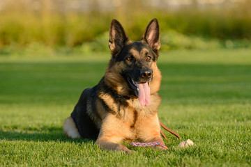 German shepherd walks on the grass in the park