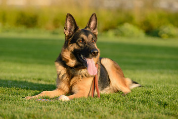 German shepherd walks on the grass in the park
