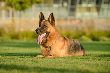 German shepherd walks on the grass in the park