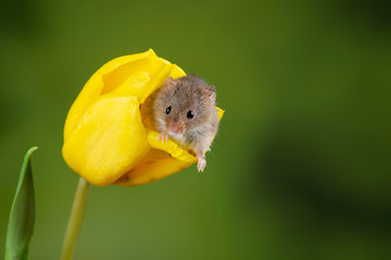 Adorable cute harvest mice micromys minutus on yellow tulip flower foliage with neutral green...