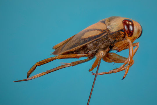 punaise aquatique "notonecta" en macro focus stacking
