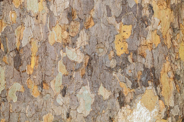 Closeup Tree Bark Texture Background