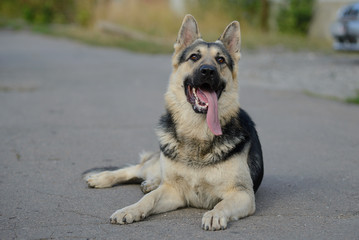 Shepherd on the road
