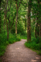 Beautiful landscape image of footpath winding through vibrant green forest in Summer