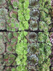 Beautiful succulents for growing in the garden