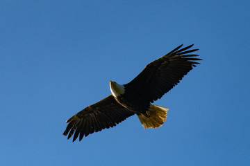 Fototapeta na wymiar bald headed eagle in flight