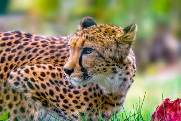 a big cat cheetah while eating the prey