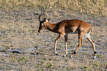 impala running 