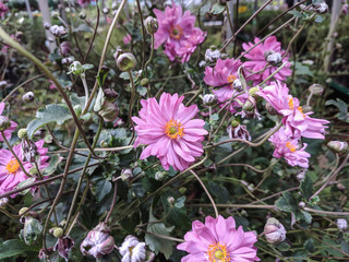 beautiful colored roses in the garden