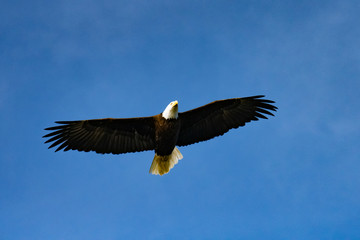 flying bald eagle, Vancouver Island