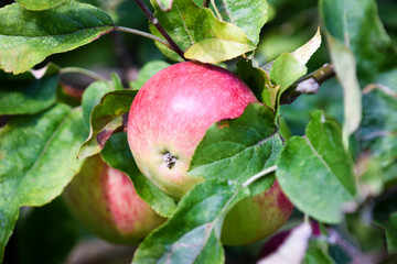 One fresh, ripe apple. Fresh fruit growing outside in the tree