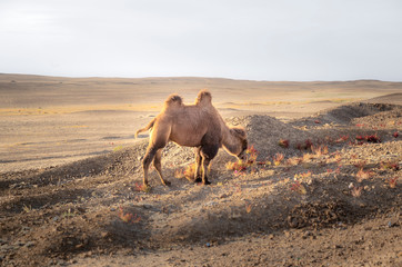 Bactrian Camel Or Camelus Bactrianus.