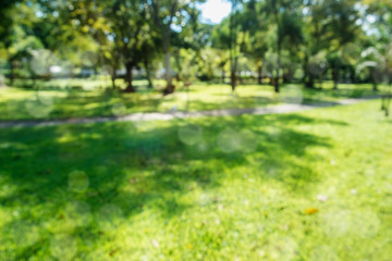 Fototapeta premium defocused bokeh background of garden trees in sunny day