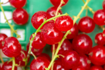 Red currant in a basket closeup during summer on the local farm of Ontario, Canada