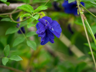 The pea flower purple color