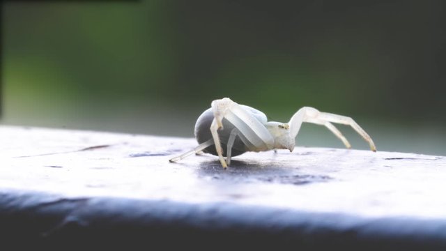 White crab spider Misumena Vatia crawls and waits for prey, preparing for an attack. macro photo