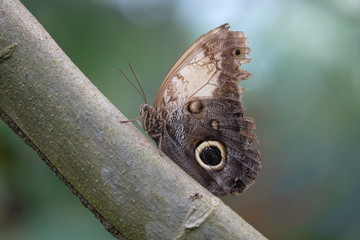Wunderschöner Schmetterling sitzt auf einem Ast in Ometepe, Nicaragua