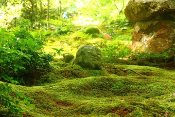 stream in the forest