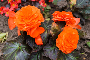 Beautiful flowers of terry orange begonia growing in the city garden.