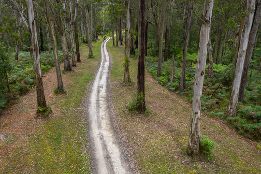 Gentle Annie Track through the forest, Victoria, Australia