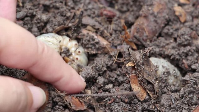 Grub Worms or Rhinoceros Beetle grow in soil on female hands's farmer which agriculture gardening. Worm insects for eating as food it is good source of protein edible. Environment and Entomophagy.