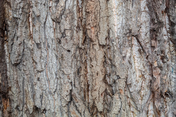 Obraz premium Closeup Tree Bark Texture Background