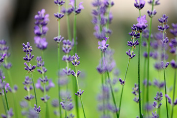 Fototapeta premium Blauer Lavendel in voller Blüte im Sommer