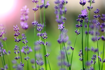 Blaue Lavendel in voller Blüte im Sommer als Close up vor Sonnlicht Silhouette