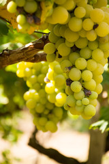 Vertical View of Close Up of Plantation of White Table Grapes at Midday in August in Italy