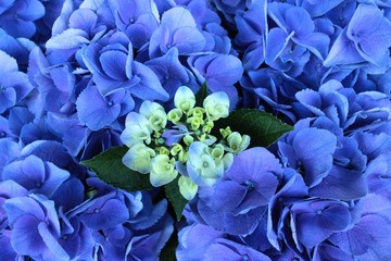 bouquet of flowers on blue background