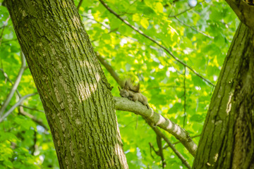 Squirrel on the tree in its natural environment