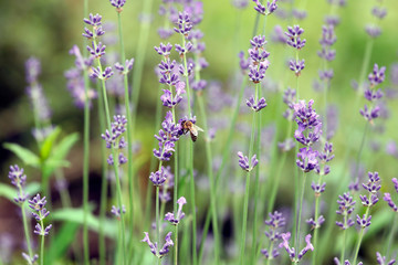 Blauer Lavendel mit Biene und Insekten