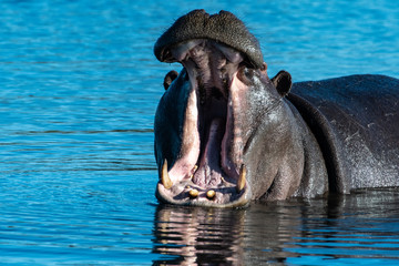 Hippopotamus yawning