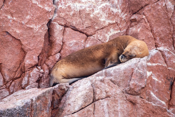 Sea lion resting on rocks in Ballestas Island Paracas Peru
