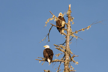 two bald eagles perched in tree on Vancouver Island