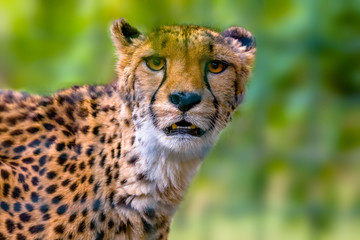 a big cat cheetah while eating the prey