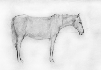 horse, pencil drawing illustration, sketch