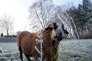 Kamerunschaf im Frost